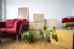 cardboard boxes potted plants household stuff indoors