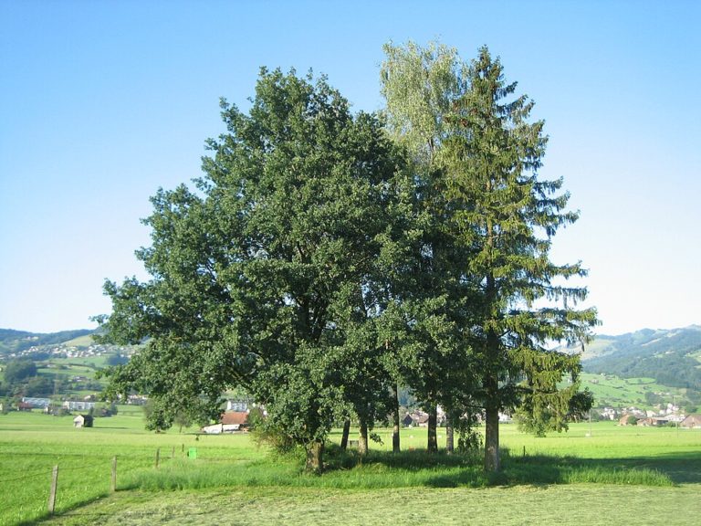Burgruine Bibiton in Kaltbrunn (Kanton St. Gallen)