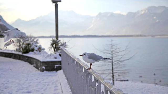 Umzug in Montreux – Bildmotiv: Möwen am verschneiten Quai von Montreux mit Blick auf den Genfersee